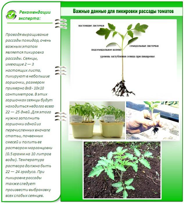 Скумпия: общие рекомендации по выращиванию в открытом грунте