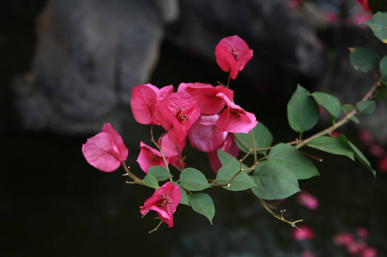 ✅ бугенвиллия дон марио фото. бугенвиллия или бумажный цветок bougainvillea don mario - живой-сад.рф