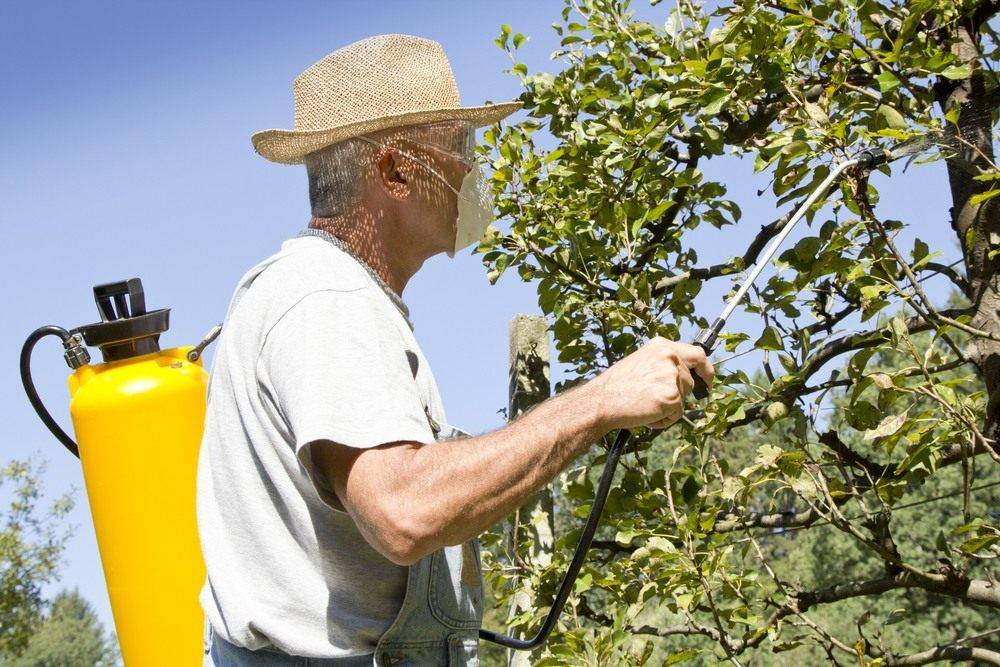 Борьба с тлей на плодовых деревьях, в том числе на сливах и лимонах: как избавиться от вредителя при помощи эффективных средств, чем из препаратов опрыскивать?