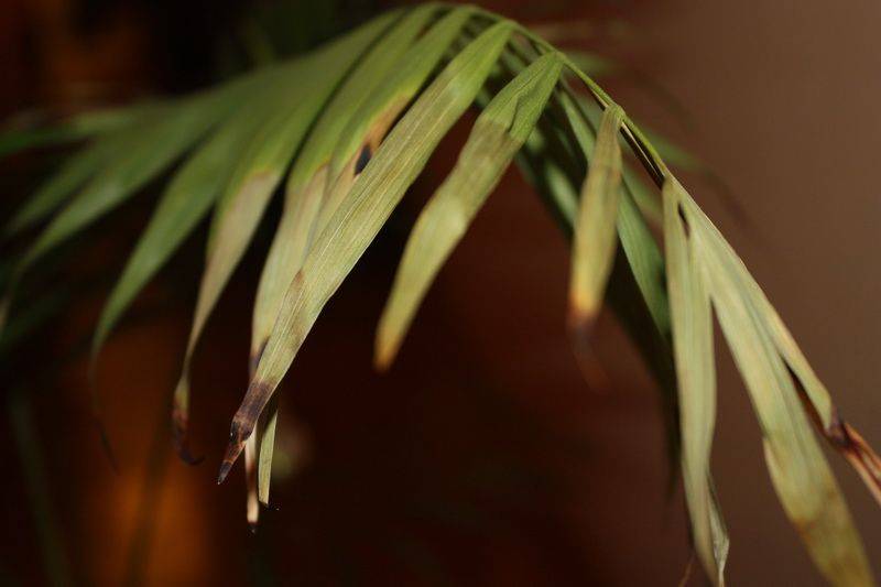 Цветок хамедорея — сохнут листья, что делать