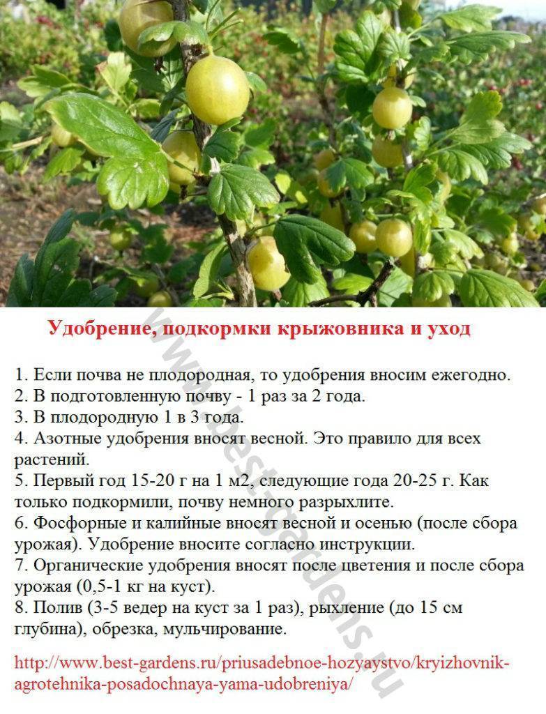 Крыжовник русский желтый: отзывы, фото, урожайность, выращивание