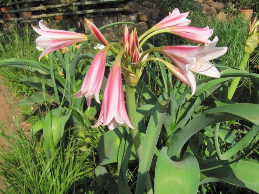 Комнатный и садовый цветок кринум: виды и сорта с фото
