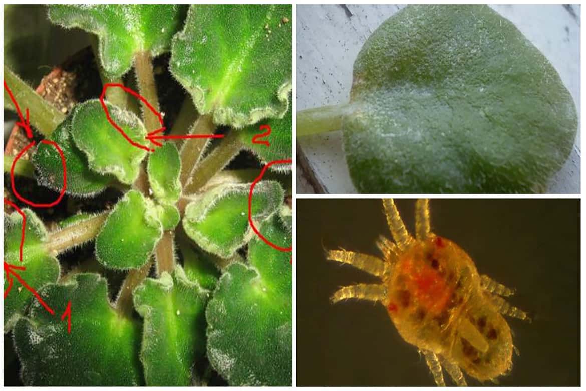 Лечим комнатные растения: как бороться с паутинным клещом?