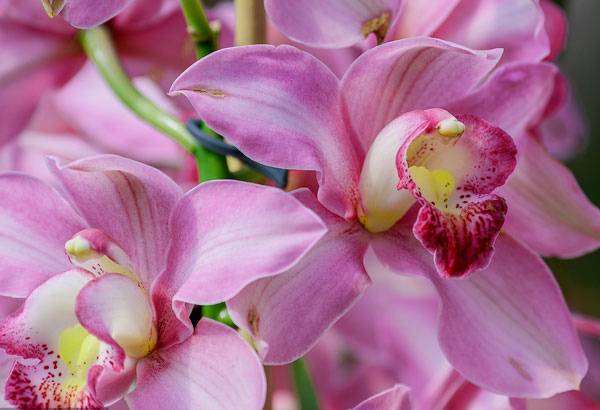 Цимбидиум – многообразие форм и оттенков. описание видов орхидеи и рекомендации по уходу в домашних условиях