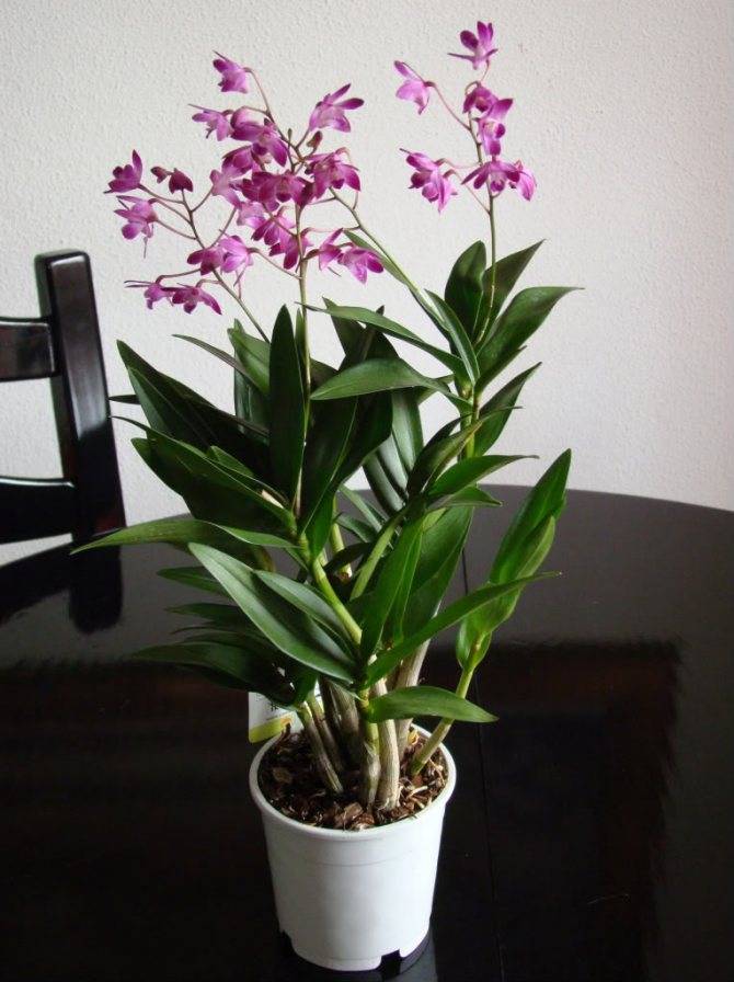 Особенности ухода в домашних условиях за орхидеей дендробиум — полезные советы. фото растения