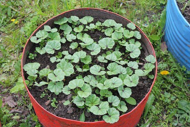 Кислица садовая многолетняя — выращивание в саду