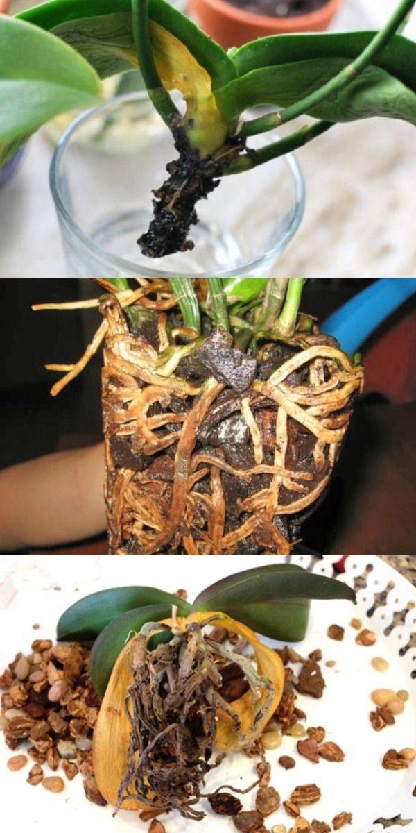 Как спасти орхидею без корней, листьев и точки роста, или с чем-то одним: как в домашних условиях реанимировать вялый цветок, что делать, когда побег отвалился? selo.guru — интернет портал о сельском