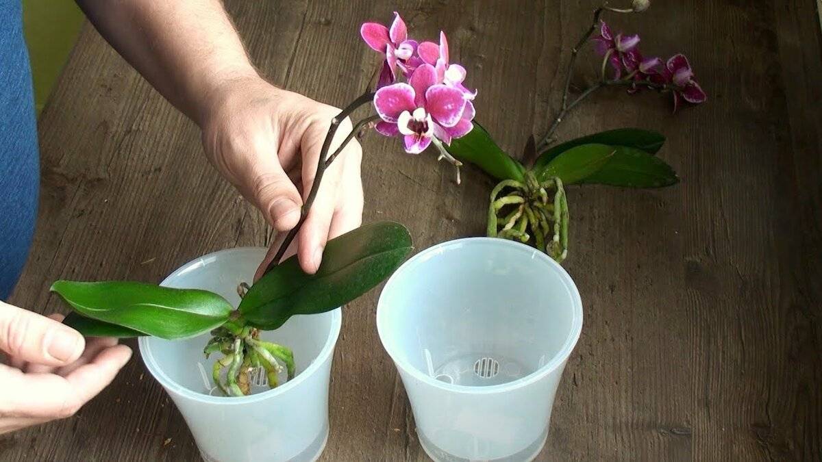 Цветение орхидей в домашних условиях: когда и сколько цветет растение и в какой период, когда после пересадки зацветет фаленопсис, что делать, если не может