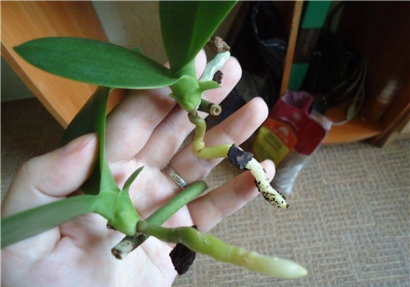 Как вырастить детку орхидеи на цветоносе