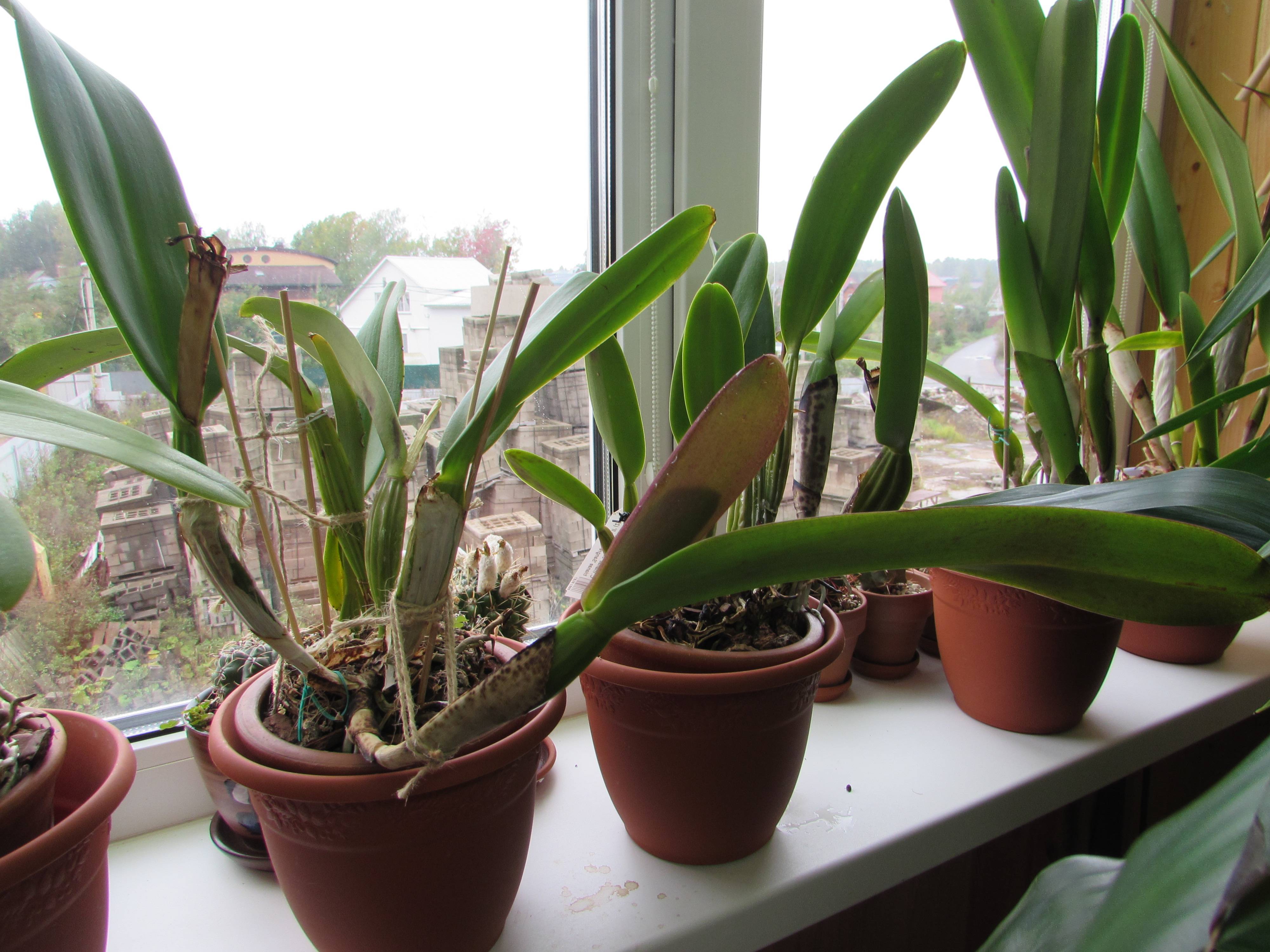 Каттлея: уход в домашних условиях и фото орхидеи