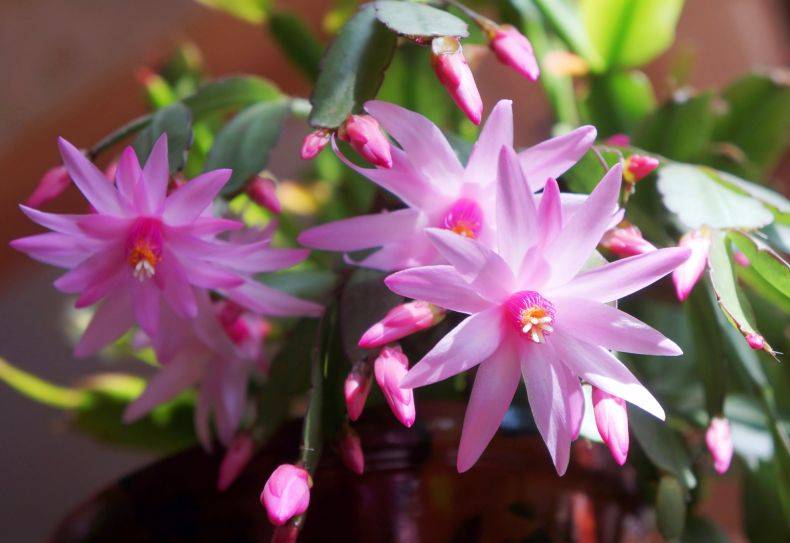 Выращивание и размножение цветка рипсалидопсис, особенности ухода за растением в домашних условиях