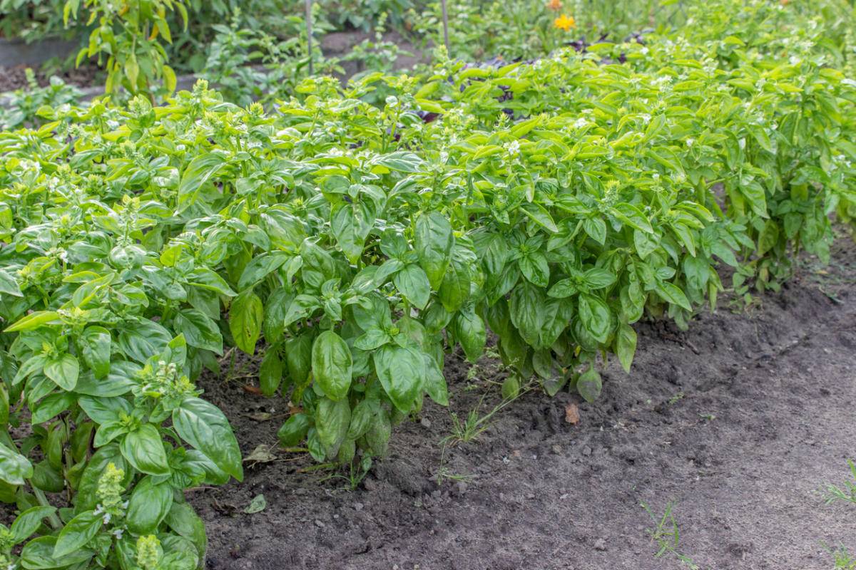 Как посадить и вырастить базилик из семян на огороде и без земли: советы и инструкции