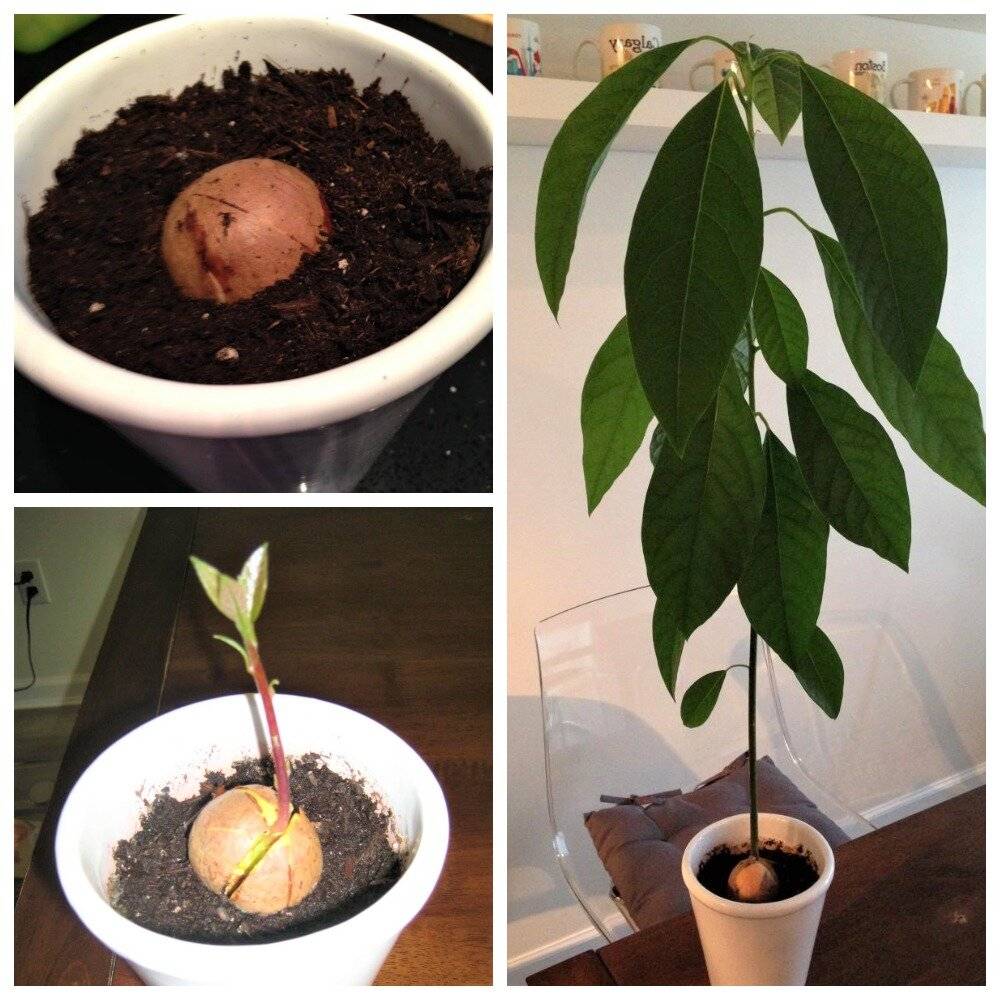 Авокадо дома из косточки. польза и вред авокадо для организма. стоит ли выращивать авокадо дома?