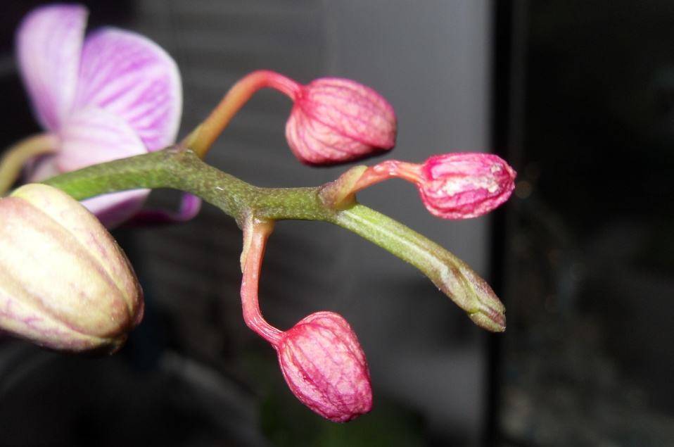 Причины почему у орхидеи вянут цветы и бутоны проблемы цветения материал природный