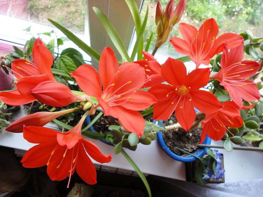 Цветки валлота — уход и выращивание в домашних условиях