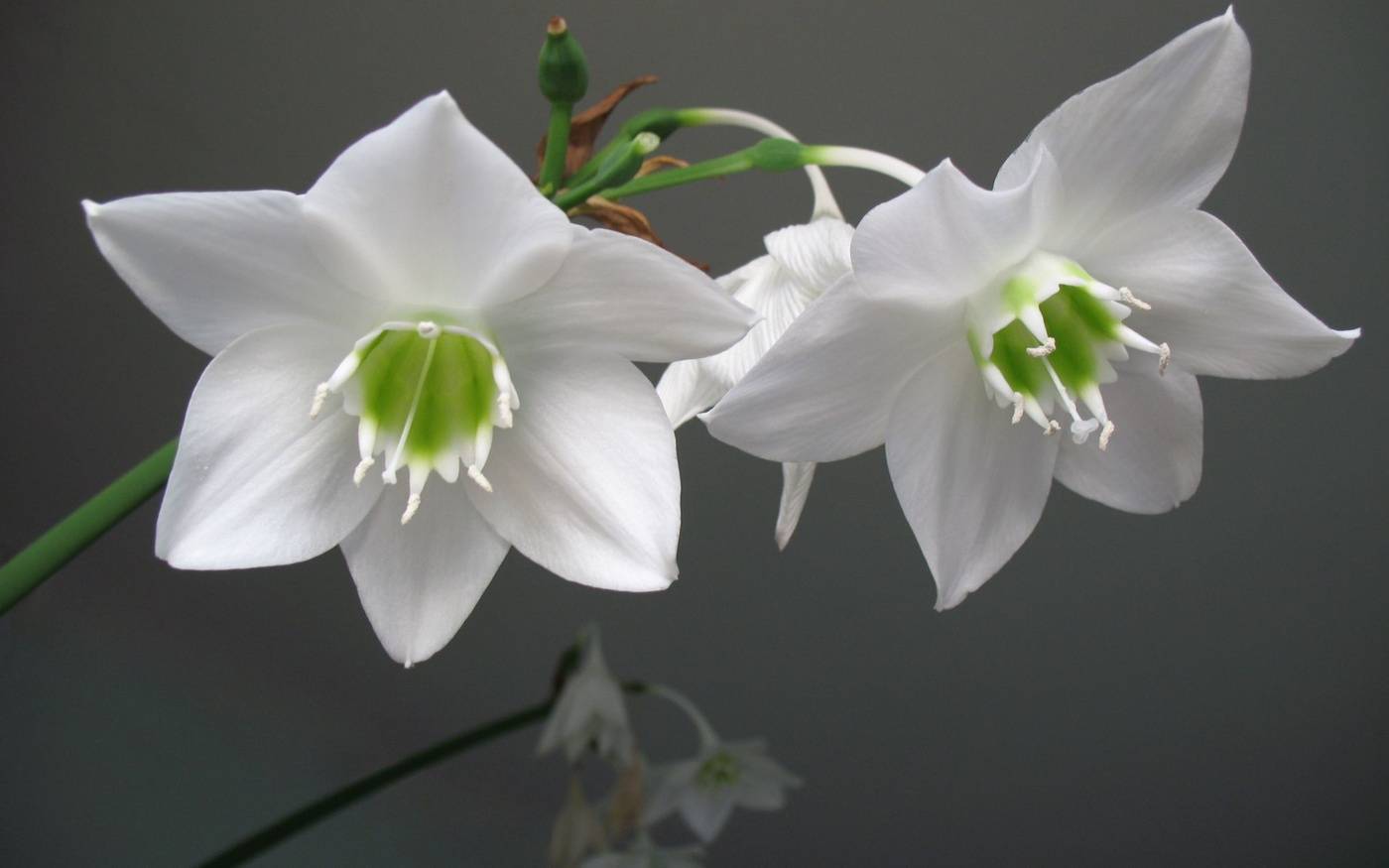 Эухарис — белоснежная комнатная лилия. уход в домашних условиях. фото — ботаничка