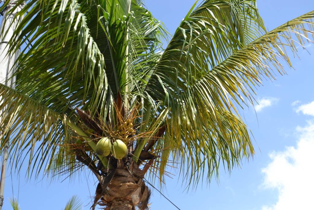 Все о том, как и где растут кокосы. родина, описание дерева и время созревания