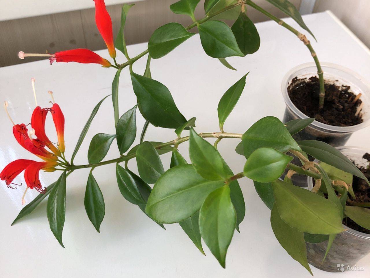 Эсхинантус — потрясающая листва и цветение
