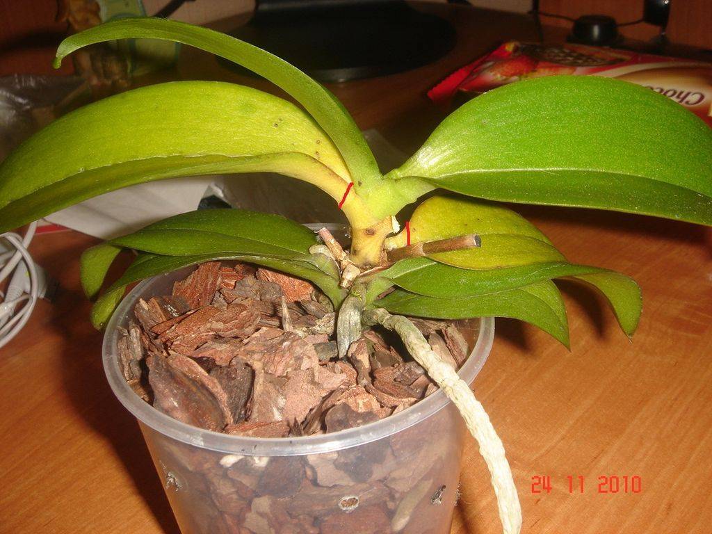 Причины, почему желтеют и пропадают листья у орхидеи, что делать и как спасти пожелтелое растение