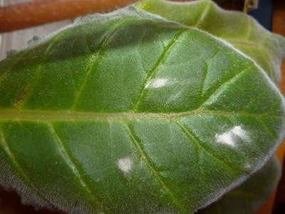 Почему у глоксинии на листьях коричневые пятна, они сохнут и вянут: лечение болезней