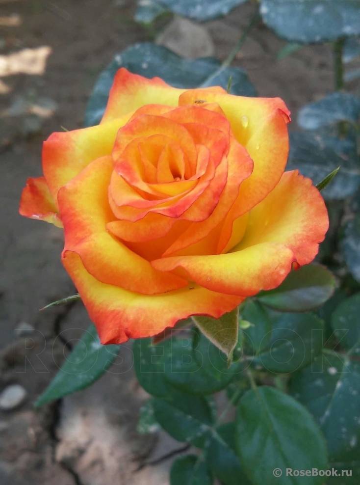 ✅ роза золотая магия фото и описание отзывы - питомник46.рф