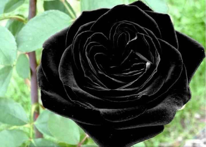 Роза черный принц: описание сорта