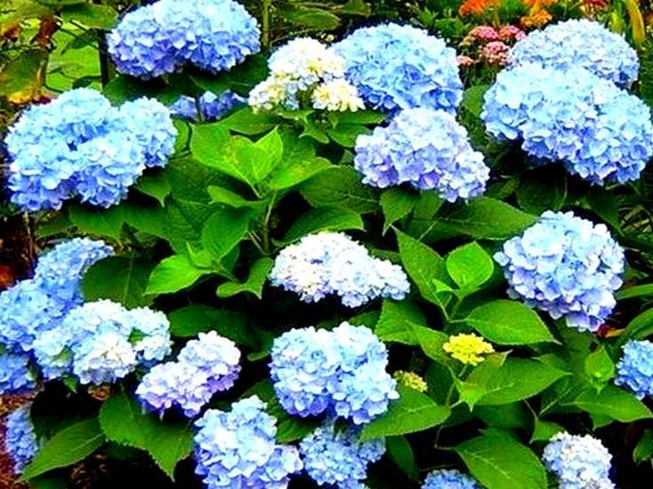 Гортензия голубая крупнолистная посадка и уход в открытом грунте - сад и огород