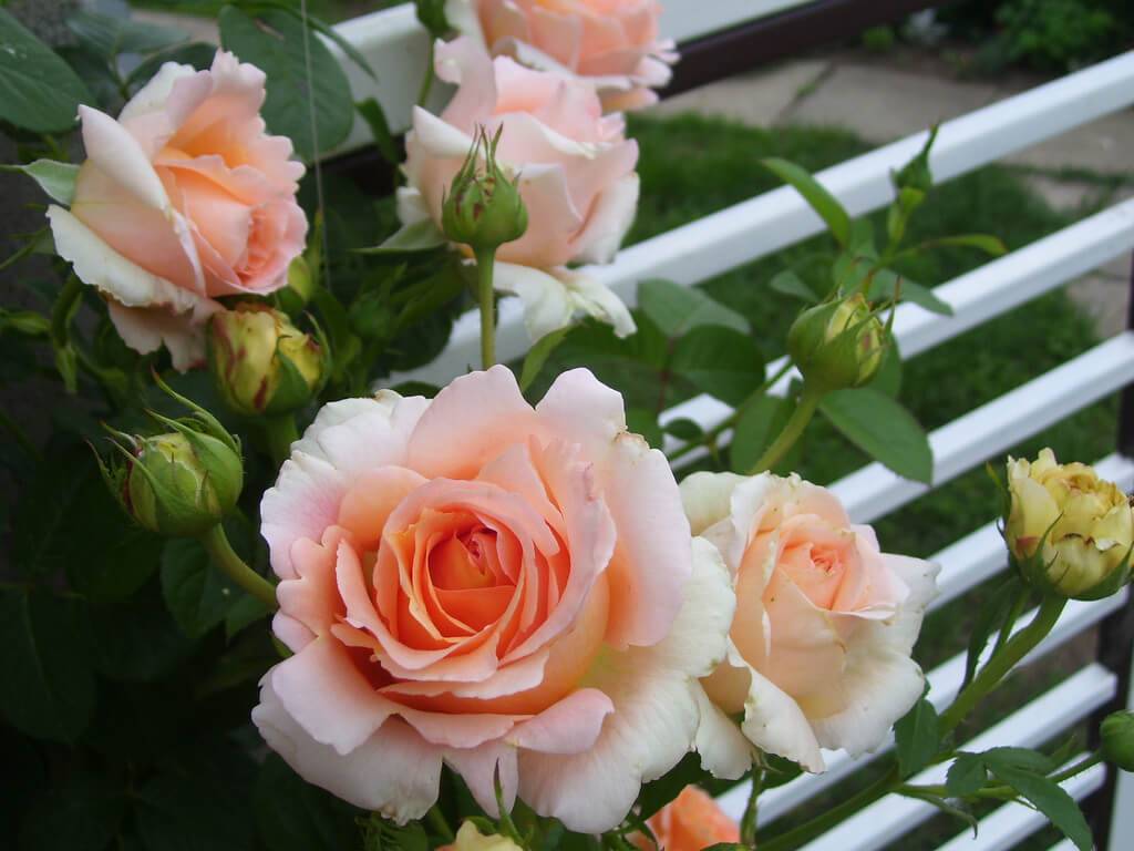 Необычная роза полька – перламутровая роскошь с огромными кружевными цветами. роза полька (polka) — особенности популярного цветка