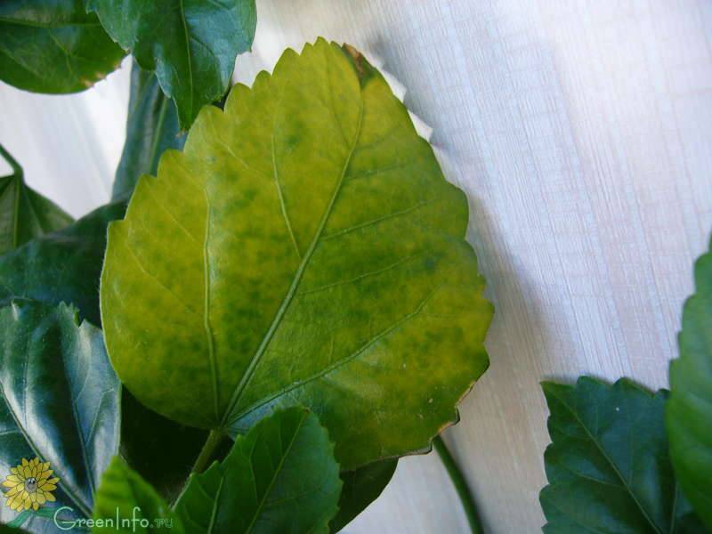 Причины, по которым желтеют листья у гибискуса