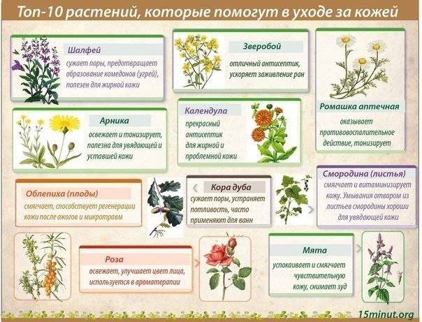 лекарственные растения