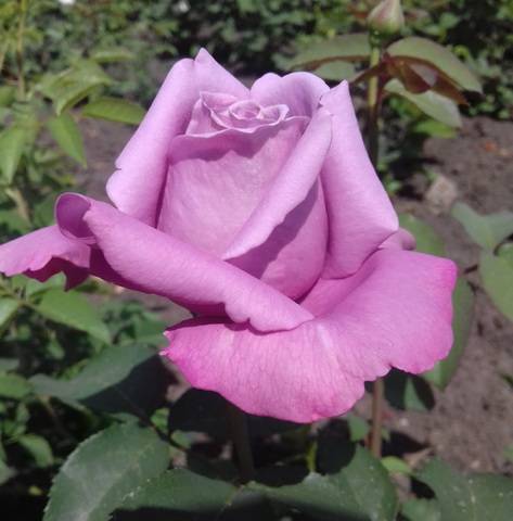 Особенности и характеристики чайно-гибридной розы майнцер фастнахт (си си)