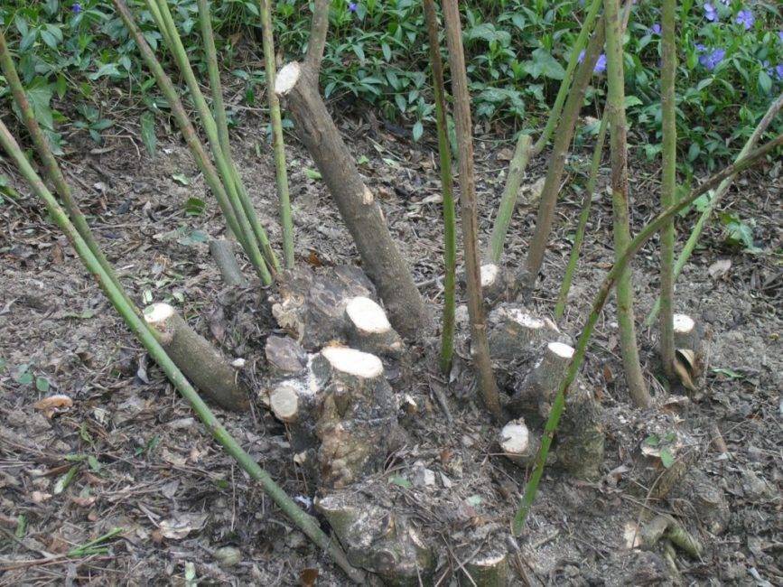 Посадка и уход за чубушником (17 фото): выращивание в подмосковье и сибири, на урале и в других местах в открытом грунте