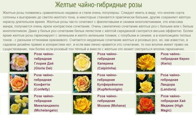 Розы чайно-гибридные: описание сортов, посадка и уход, обрезка, фото