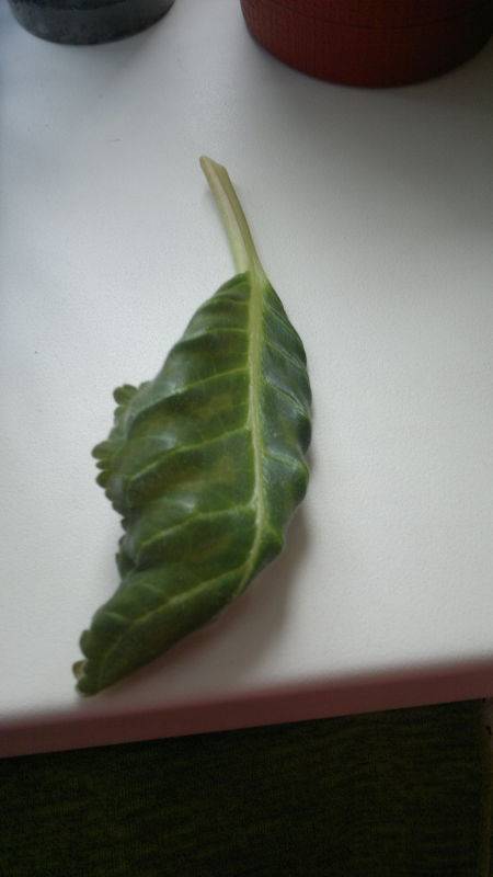 Почему у глоксинии скручиваются листь