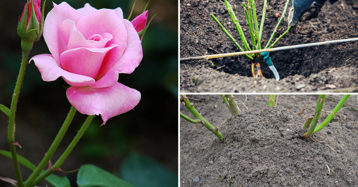 Эффектная роза софи лорен: подробно о виде, уходе за цветком и размножении