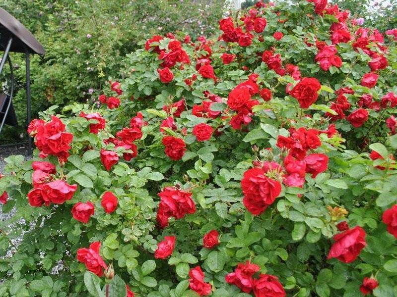 Плетистая роза амадеус: описание, фото, особенности посадки и ухода