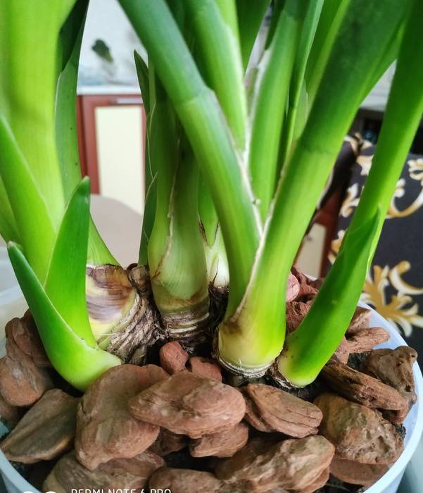 Орхидея «цимбидиум»: фото, уход в домашних условиях