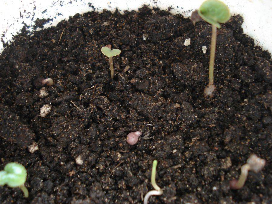 Цикламен из семян: как вырастить дома