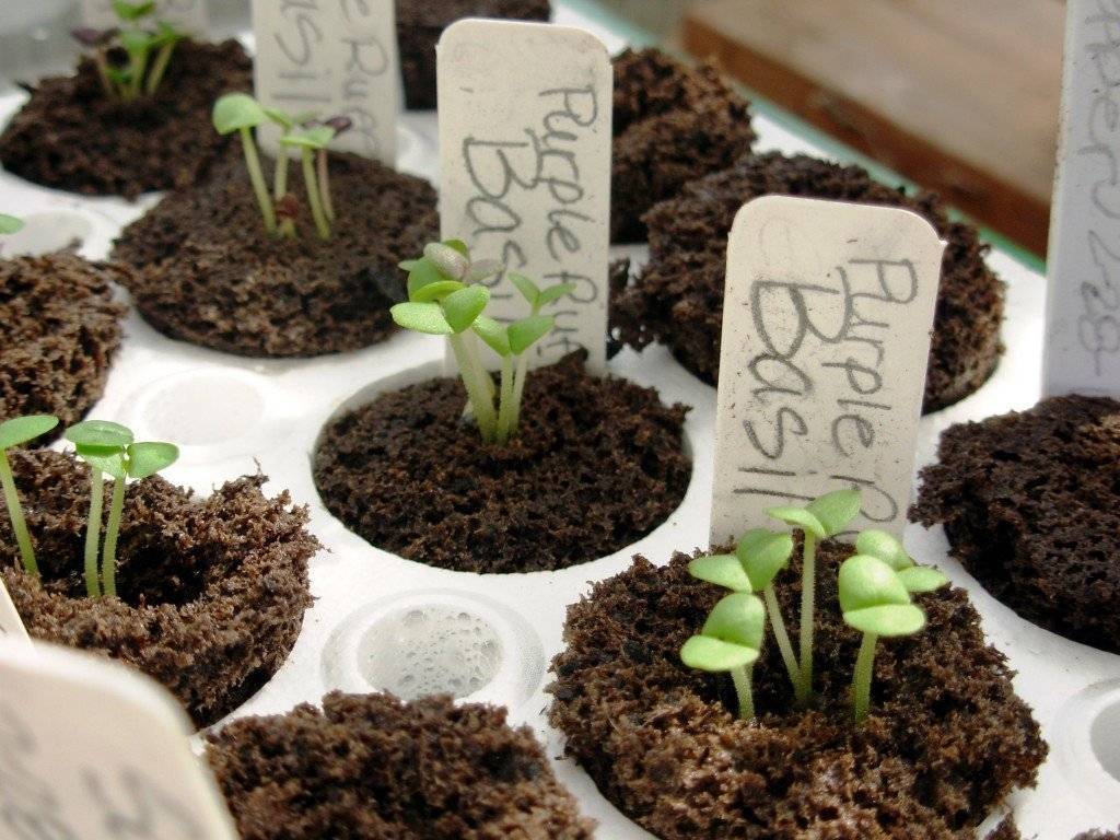 Выращивание базилика из семян в домашних условиях: посадка в горшок и уход, а также можно ли добиться результата, как выбрать место и какие сорта подходят?