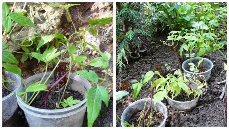 Клематисы: выращивание рассады в домашних условиях, посадка, уход и размножение