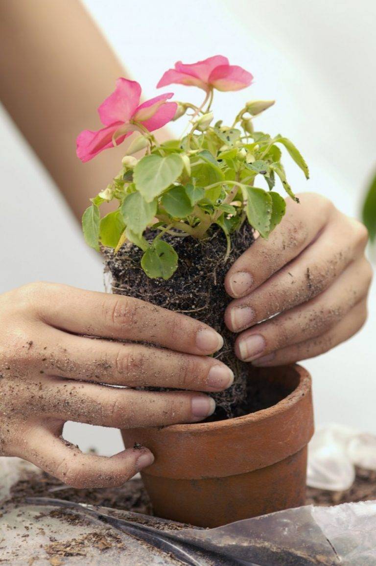 Как пересадить цветы: когда пересаживать комнатные растения и что для этого потребуется