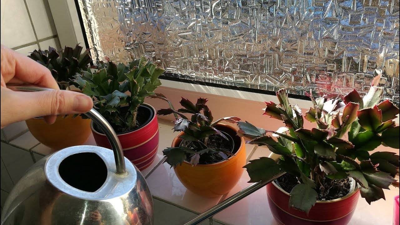 Основы ухода и размножения комнатного растения традесканции в домашних условиях