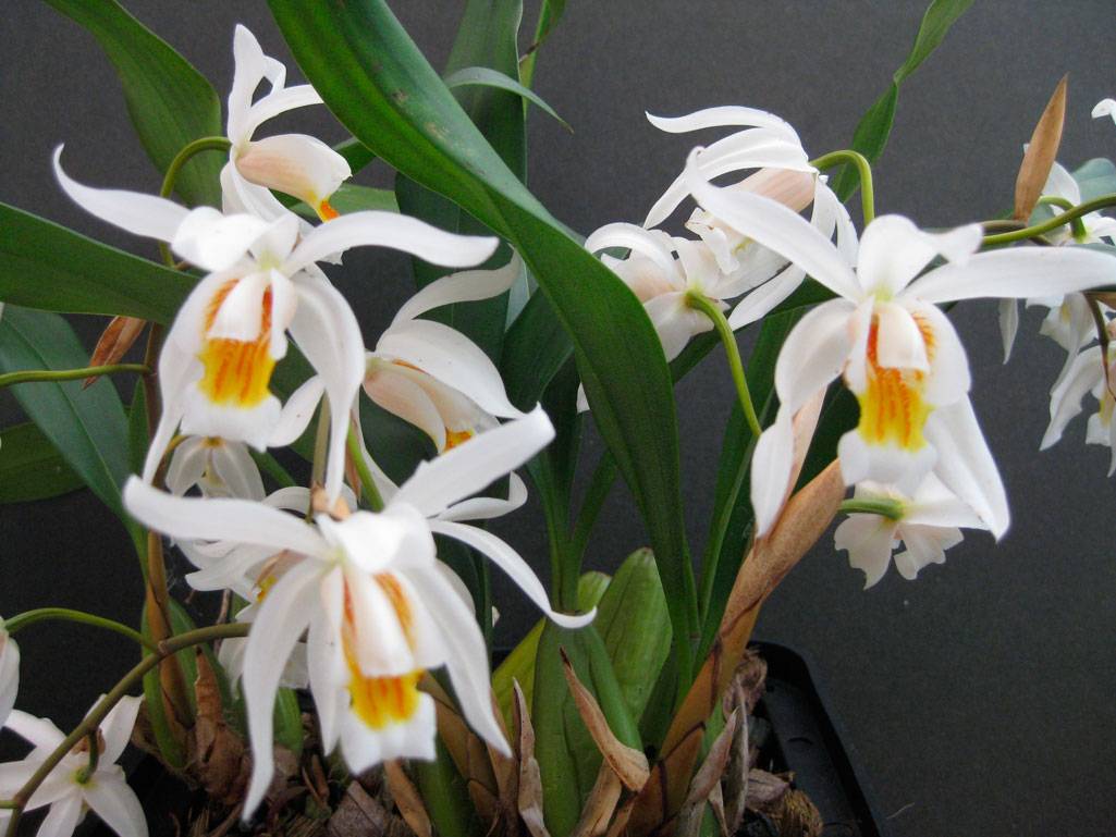 Орхидея целогина: описание и уход в домашних условиях, а также фото вида кристата