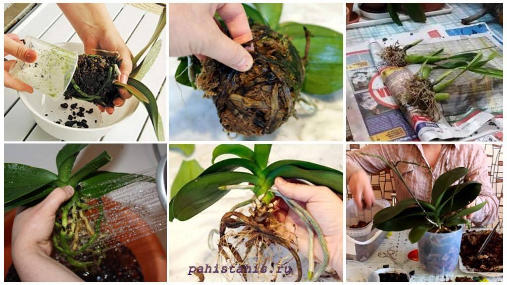 Орхидея фаленопсис: уход в домашних условиях, в том числе рекомендации по поливу, освещению, температурному режиму, обрезке, подкормке, пересадке и размножению, а также другие правила содержания phalaenopsis