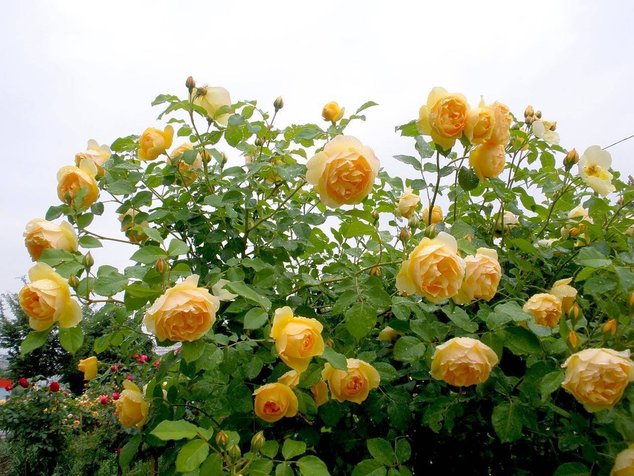 Английские розы: описание сортов - дачная жизнь