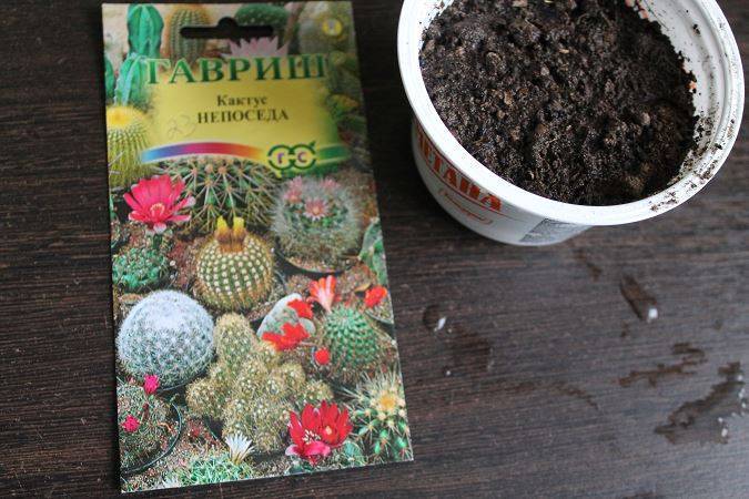 Варианты правильной посадки и выращивания кактуса: примеры из семян и без корней