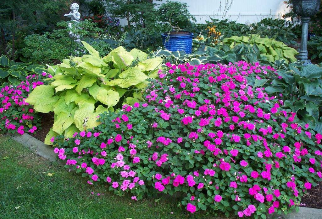 Бальзамин садовый - посадка и уход, выращивание из семян, уход зимой, фото, видео
