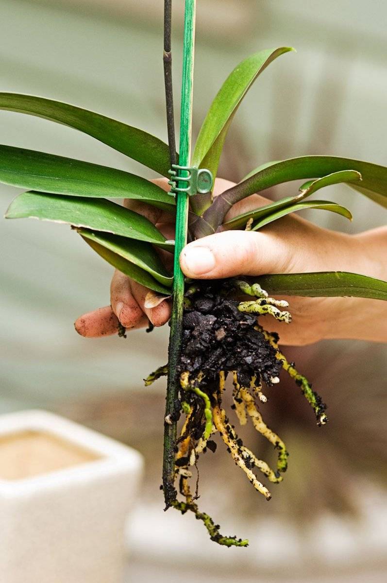 Орхидея каттлея в горшке: характеристика и размножение