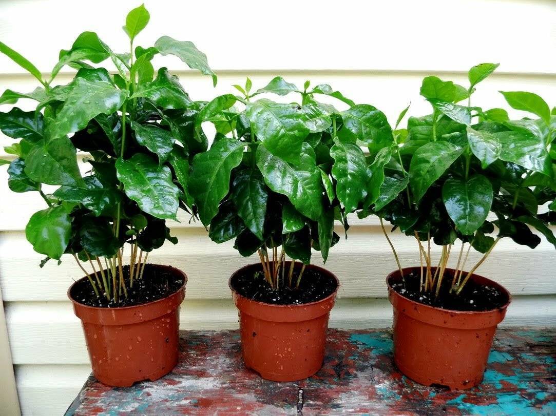 Растение кофе арабика в домашних условиях как ухаживать