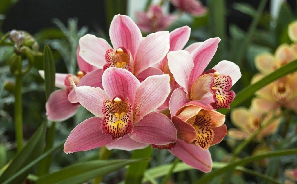 Разновидности орхидей с названиями и фото и уход за ними, как определить по листьям и описание комнатных сортов в домашних условиях: лелия, зигопеталум, плейоне